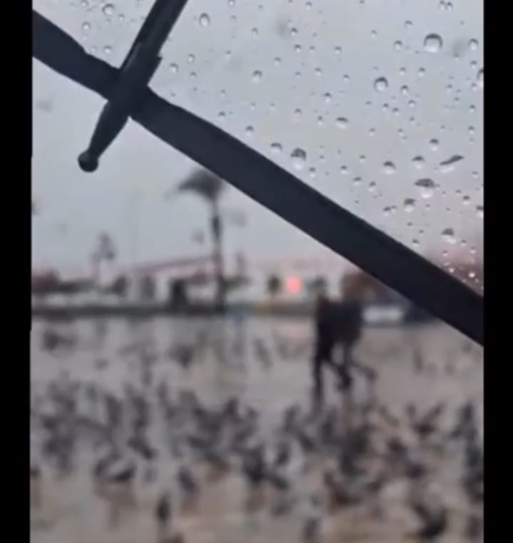 İzmirdəki azərbaycanlı tələbələrdən 31 mart paylaşımı - VİDEO